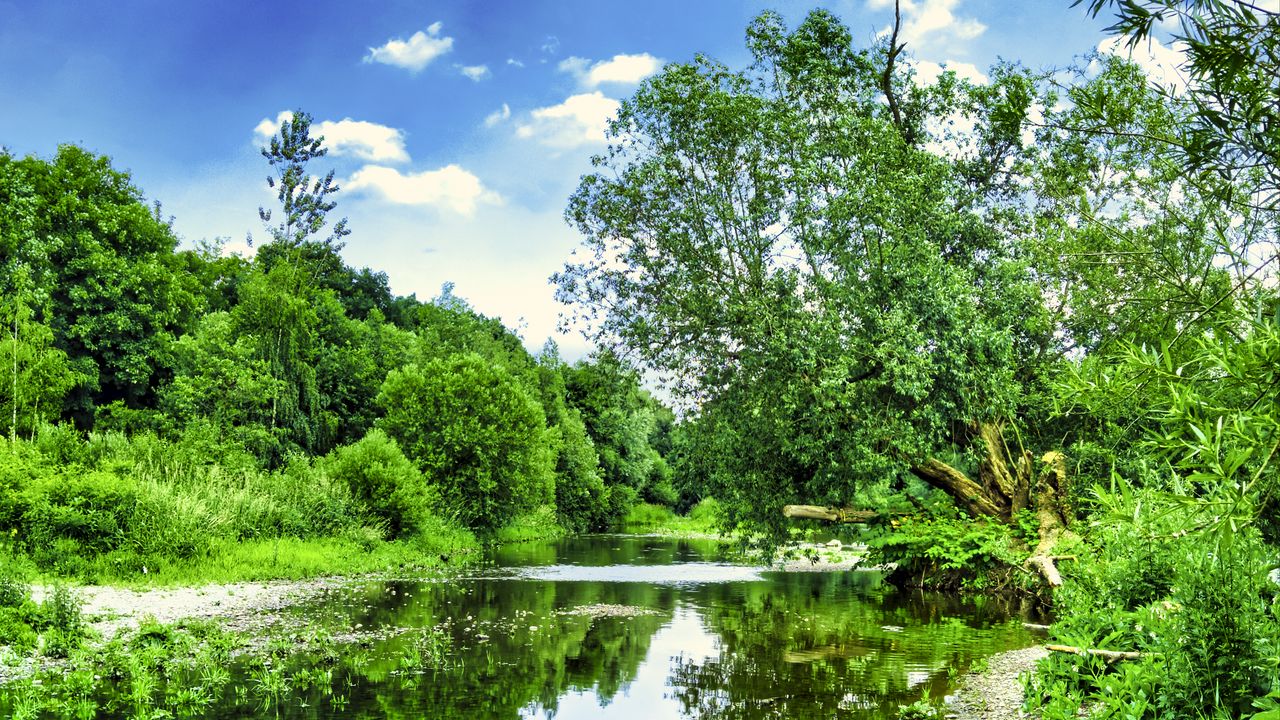 Wallpaper trees, river, courses, stones, sky