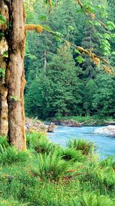 Preview wallpaper trees, river, fern, green