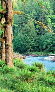 Preview wallpaper trees, river, fern, green