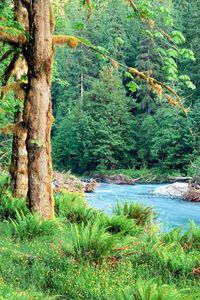 Preview wallpaper trees, river, fern, green