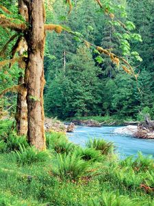 Preview wallpaper trees, river, fern, green