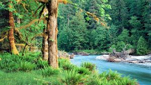 Preview wallpaper trees, river, fern, green