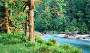 Preview wallpaper trees, river, fern, green