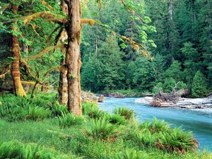 Preview wallpaper trees, river, fern, green