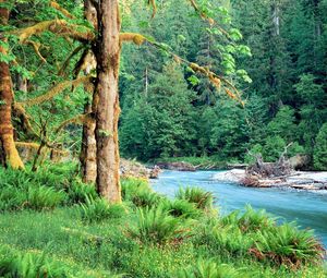 Preview wallpaper trees, river, fern, green