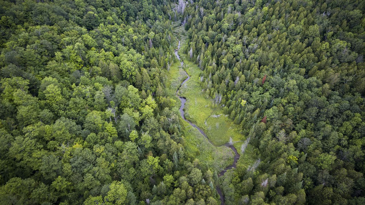 Wallpaper trees, river, forest, nature, aerial view