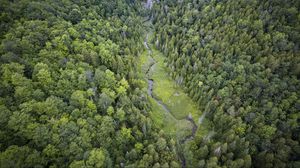 Preview wallpaper trees, river, forest, nature, aerial view
