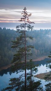 Preview wallpaper trees, river, forest, landscape