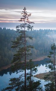 Preview wallpaper trees, river, forest, landscape