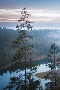 Preview wallpaper trees, river, forest, landscape