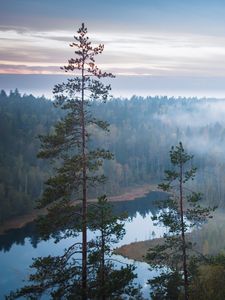 Preview wallpaper trees, river, forest, landscape