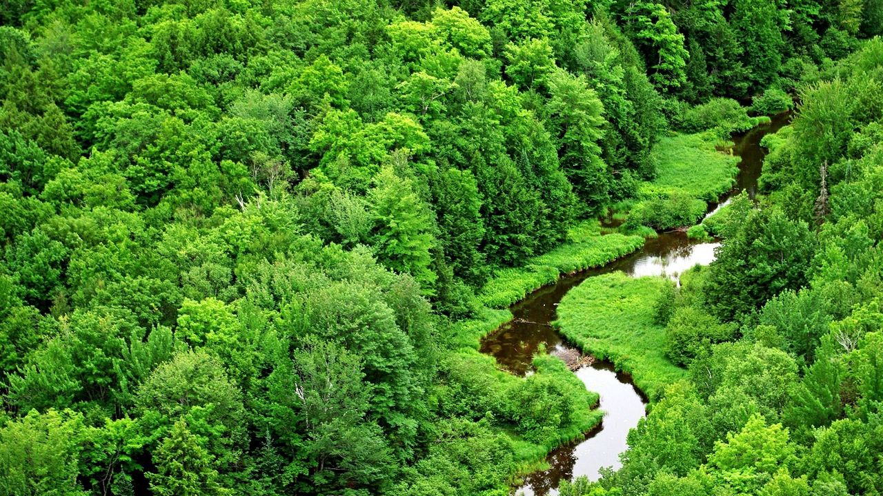 Wallpaper trees, river, greens, bends, wood