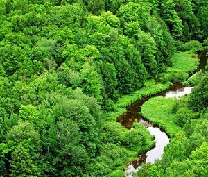 Preview wallpaper trees, river, greens, bends, wood