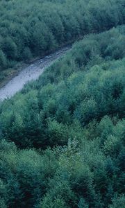 Preview wallpaper trees, river, height, wood, coniferous, green, tops