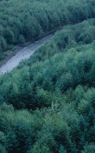 Preview wallpaper trees, river, height, wood, coniferous, green, tops