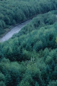 Preview wallpaper trees, river, height, wood, coniferous, green, tops