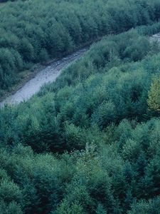 Preview wallpaper trees, river, height, wood, coniferous, green, tops