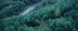 Preview wallpaper trees, river, height, wood, coniferous, green, tops