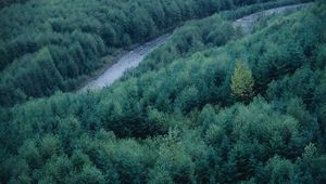 Preview wallpaper trees, river, height, wood, coniferous, green, tops