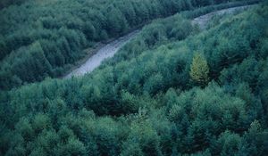 Preview wallpaper trees, river, height, wood, coniferous, green, tops