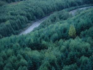 Preview wallpaper trees, river, height, wood, coniferous, green, tops