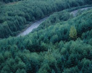 Preview wallpaper trees, river, height, wood, coniferous, green, tops