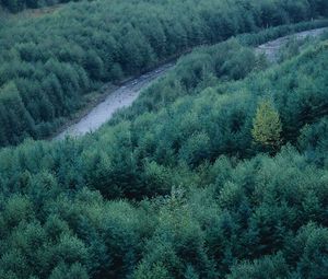 Preview wallpaper trees, river, height, wood, coniferous, green, tops