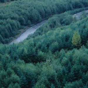 Preview wallpaper trees, river, height, wood, coniferous, green, tops