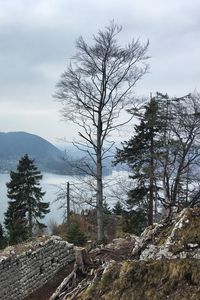 Preview wallpaper trees, river, mountains, landscape, view