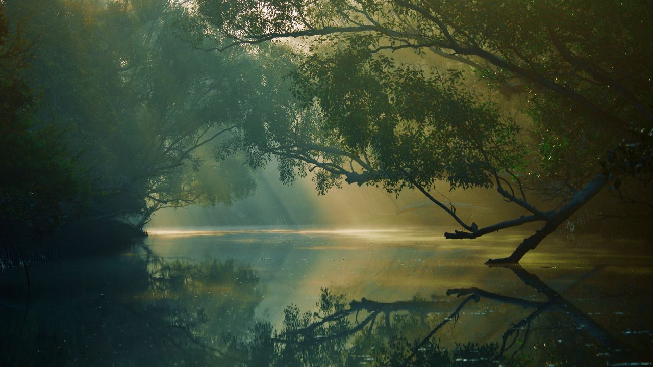 Wallpaper trees, river, reflection, forest, swamp, sundarbans, bangladesh