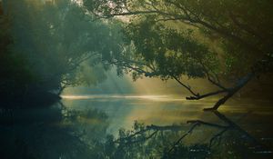 Preview wallpaper trees, river, reflection, forest, swamp, sundarbans, bangladesh