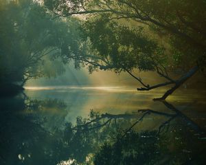 Preview wallpaper trees, river, reflection, forest, swamp, sundarbans, bangladesh