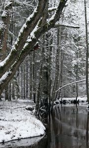 Preview wallpaper trees, river, snow, winter, forest