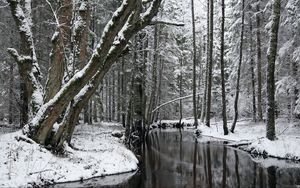 Preview wallpaper trees, river, snow, winter, forest