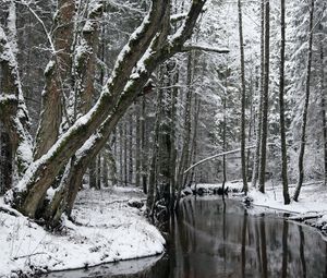 Preview wallpaper trees, river, snow, winter, forest