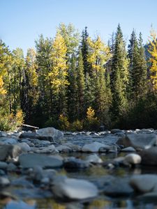 Preview wallpaper trees, river, stones, water, nature