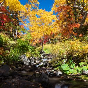 Preview wallpaper trees, river, stones, landscape, autumn