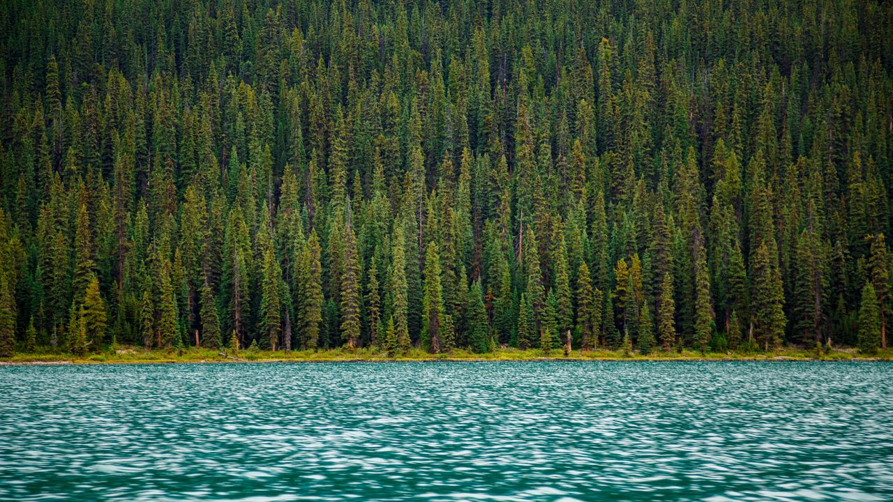 Wallpaper trees, river, water, surface