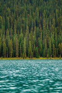 Preview wallpaper trees, river, water, surface