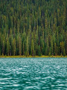 Preview wallpaper trees, river, water, surface
