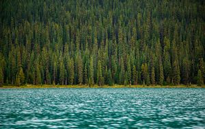 Preview wallpaper trees, river, water, surface