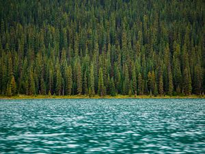 Preview wallpaper trees, river, water, surface