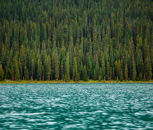 Preview wallpaper trees, river, water, surface