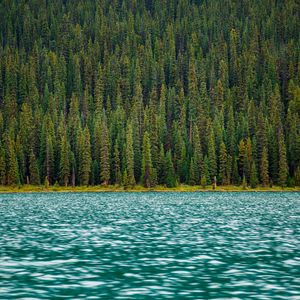 Preview wallpaper trees, river, water, surface