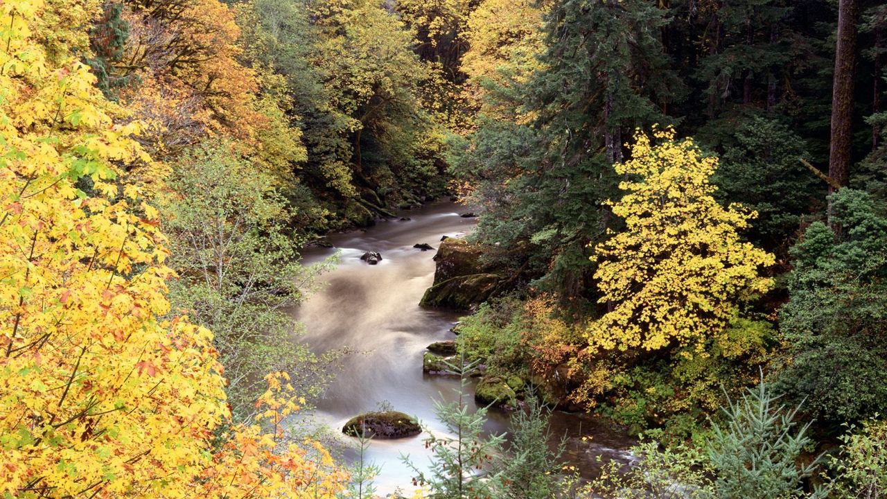 Wallpaper trees, river, waterfall, for