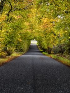 Preview wallpaper trees, road, autumn, scotland