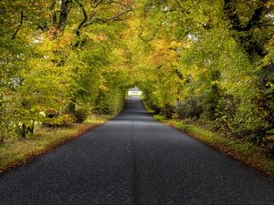 Preview wallpaper trees, road, autumn, scotland