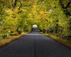 Preview wallpaper trees, road, autumn, scotland