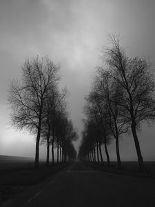 Preview wallpaper trees, road, black and white, black