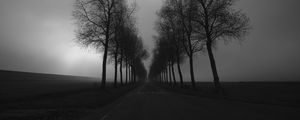 Preview wallpaper trees, road, black and white, black